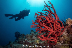 Red Sea uwseascape by Oksana Maksymova 